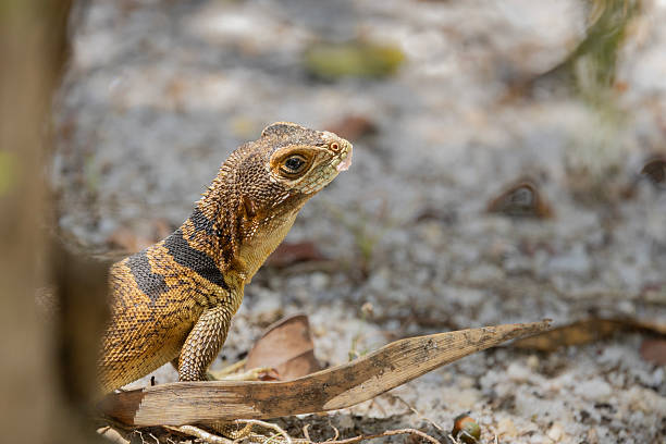 A wild Oplurus cuvieri, Collared Iguana, aka Collared Iguanid Lizard, Cuvier's Madagascar skink, aka Collared Madagascar Spiny Iguana, aka Cuvier's Madagascar Swift, aka Madagascan Collared Iguana, peeping out from behind a tree in Kirindy Forest, part of Kirindy Mitea National Park in south-western Madagascar.