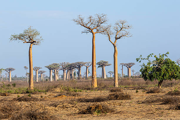 istock Baobab grove: Kirindy Mitea National Park, Madagascar. 2252356494