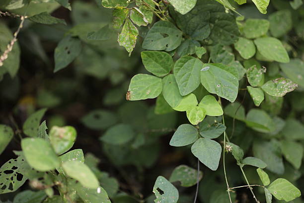 istock Lush green leaves. 2252356940