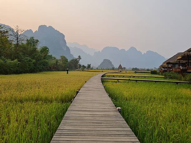 istock Golden Rice Field with Mountain View in Vang Vieng Laos 2252358564