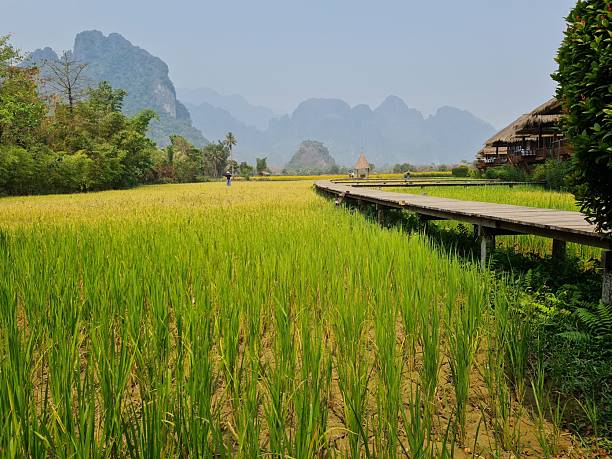 istock Golden Rice Field with Mountain View in Vang Vieng Laos 2252358565