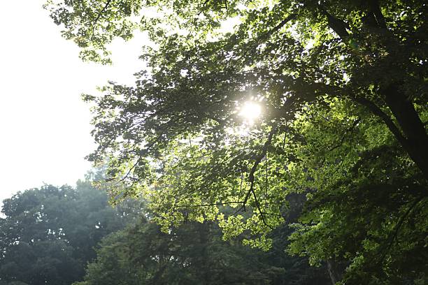 Sun shining through tree branches with green leaves outdoors