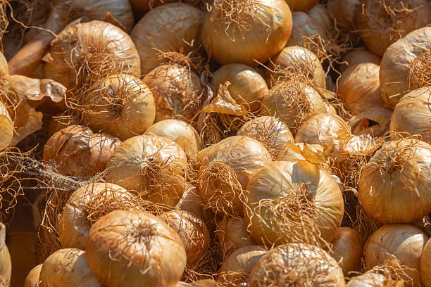 Colorful onion plaits braided with dried flowers hang at a bustling German market. This scene captures autumn festival vibes, local crafts, and the festive spirit of the Onion Market in Weimar, Germany.