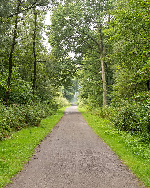 istock Quiet path through lush green forest in a serene environment during a cloudy day 2252363743