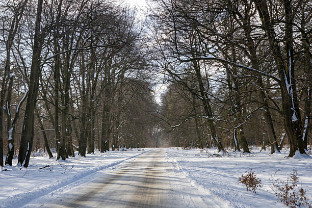 A heavily frozen road through a snow-covered forest. The sun shines through the trees and illuminates the overhanging branches