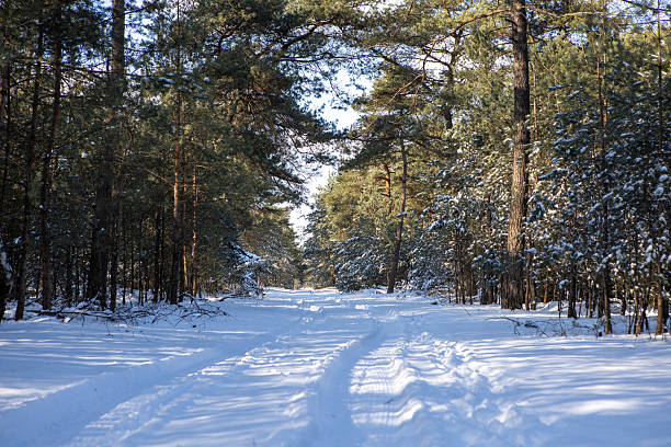 Snowy path in a winter park. A snow-covered walking path between trees. Romantic sun spots on the ground.