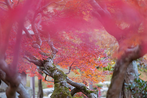 Red autumn maple leaves in public park