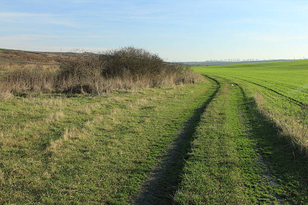 A long shot of a plantation. Grass. Outdoor. Sky. Field. Grassy