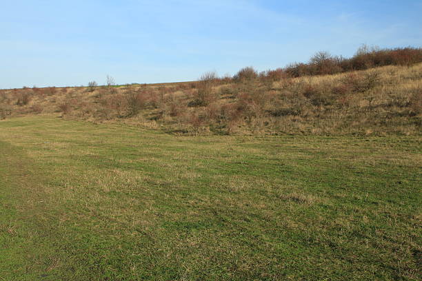 istock A grassy field with trees in the background 2252367450