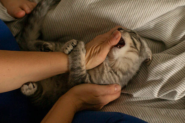 istock Relaxed pet owner affectionately strokes tired feline during morning routine 2252367893