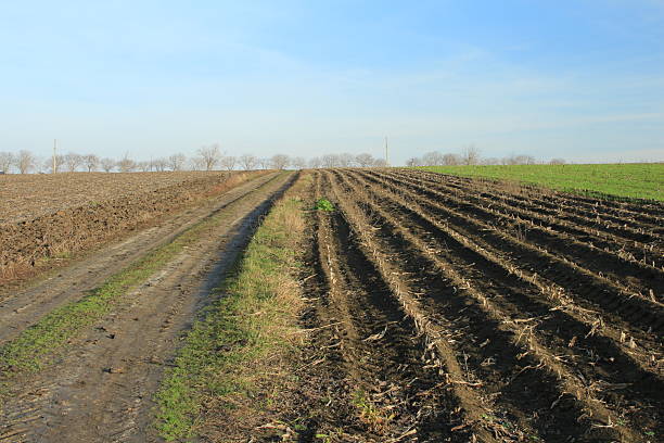 A dirt road with grass and a blue sky. Grass. Outdoor. Sky. Track. Dirt