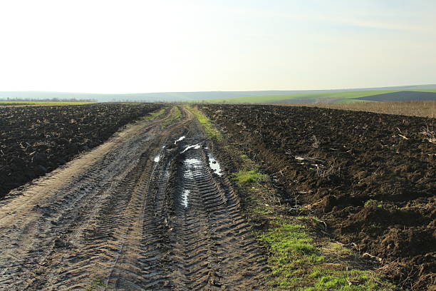 A large field with a few rows of cut grass. Outdoor. Nature