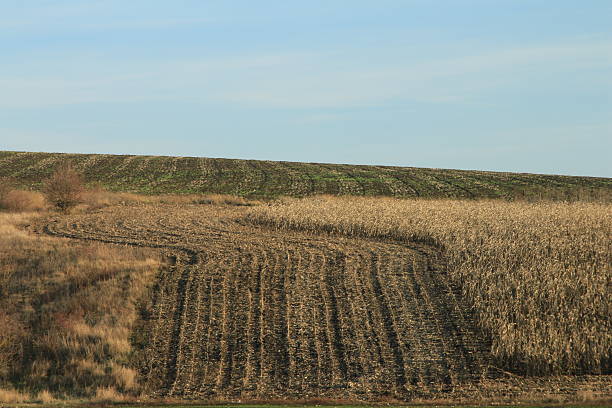 istock A field of dry grass 2252368871