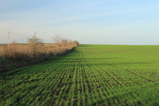 istock A field of green grass 2252368917
