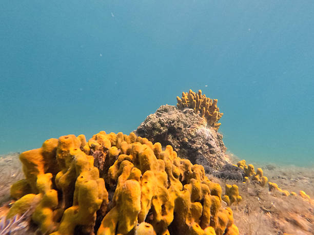 istock Vibrant coral reef in clear ocean 2252370544