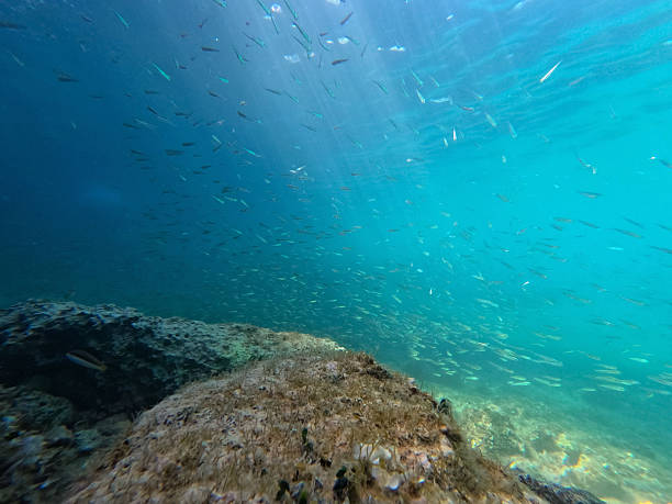 istock Clear underwater view of marine life 2252370582