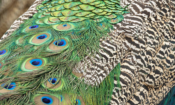 Vibrant Peacock Tail Feathers With Iridescent Eye Spots and Striped Back Pattern