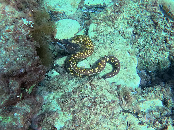 istock Colorful moray eel swimming among coral reef 2252370706