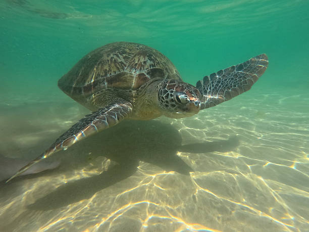 istock Gliding with a green sea turtle 2252370734