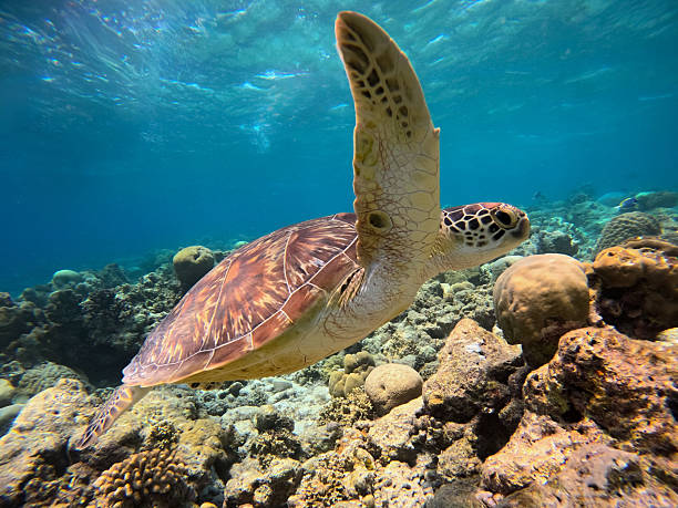 istock Turtle gliding through Maldives coral reefs 2252371364
