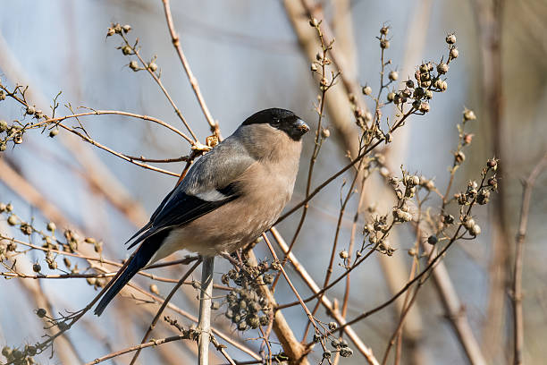 istock Eurasian bullfinch perched on branches in spring 2252372122