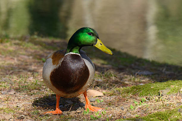 istock Mallard duck walking near a tranquil waterway 2252372261