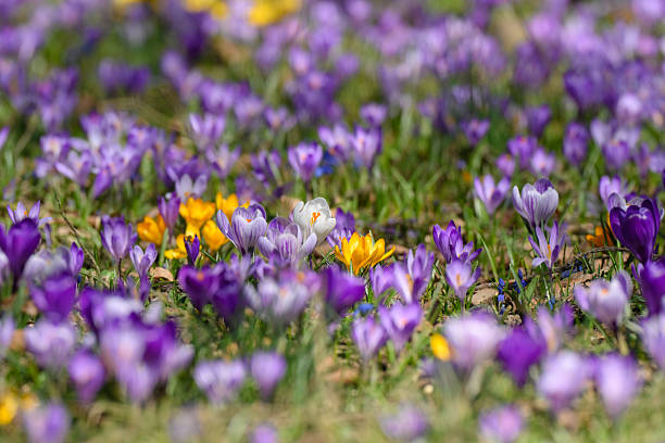 istock Colorful crocus flowers blooming in spring meadow 2252372368
