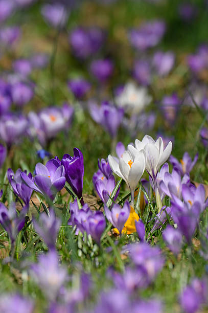 Colorful clusters of purple and white crocuses flourish in a lush garden. The flowers are basking in sunlight, creating a picturesque spring atmosphere filled with freshness.