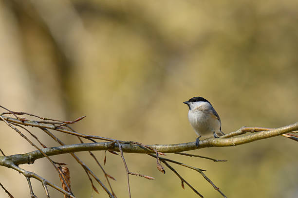 istock Willow tit bird perched on a branch in a forest 2252373035