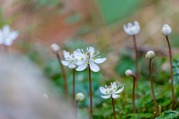 istock White Baikaouren Flower in Early Spring 2252375994