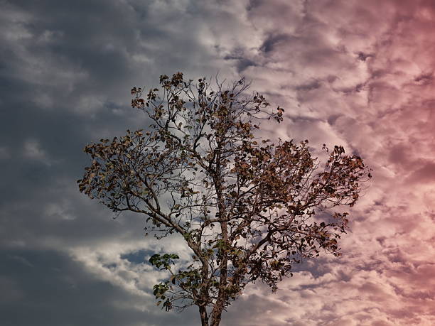 Autumn moving into Winter.