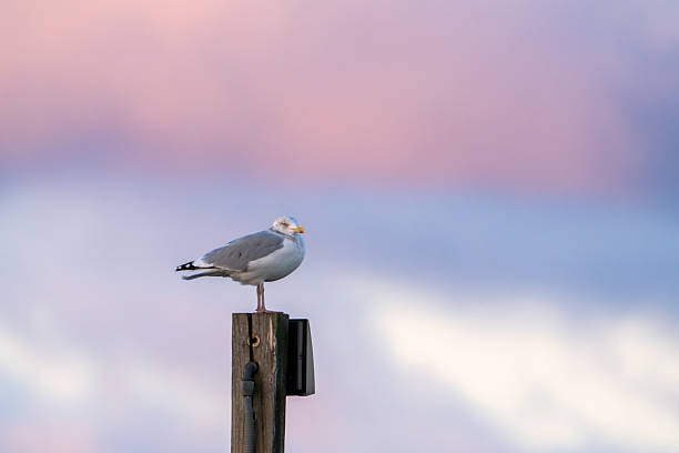 istock American Herring Gull at Sunrise #2 2252377352