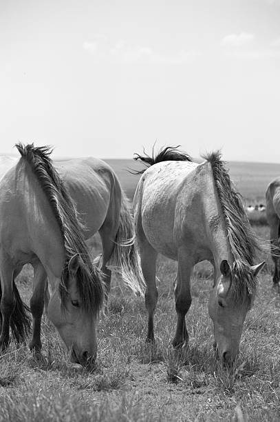 istock Horses Grazing in Black and White 2252378658