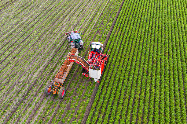 istock Harvesting carrots seen from above 2252378756