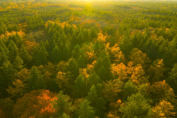 Autumn forest with colorful leaves seen from above during a beautiful fall day. The leaves on the trees are changing color in this woodland in Gelderland, Netherlands.