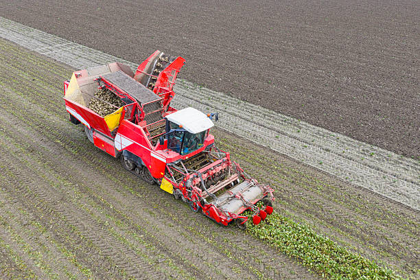 Sugar beet harvester loading the truck in the crop field during summer harvest in  Serbia.