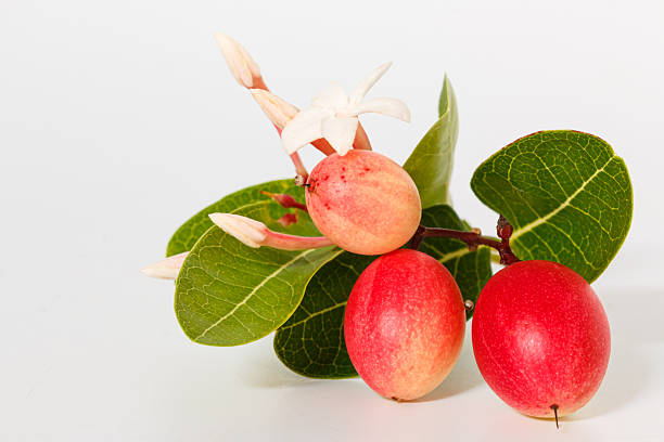 Carissa carandas. Fruit with bright red and sour taste on white background