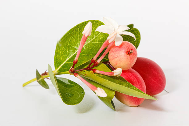 Carissa carandas. Fruit with bright red and sour taste on white background