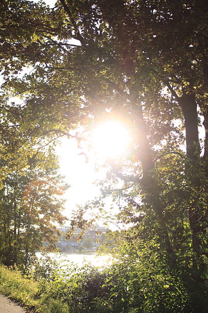 istock Warm sunlight filtering through green leaves in urban park 2252388188