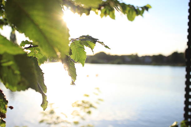 Natural river scenery with green foliage and soft sunlight reflections on the water.
