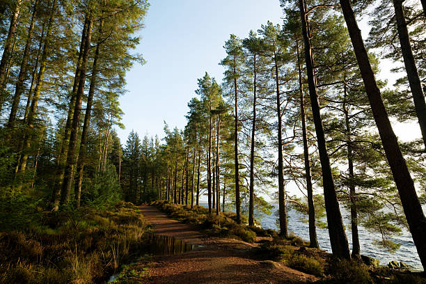 Looking through Sitka spruce trees, silhouetted against Kielder Reservoir on a stormy day