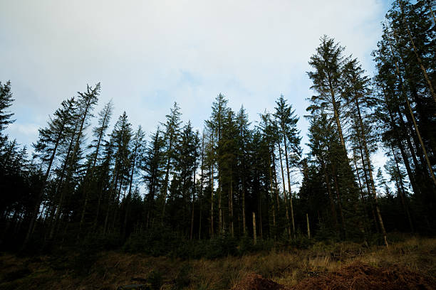 istock Looking through Sitka spruce trees, silhouetted against Kielder Reservoir on a stormy day 2252389843