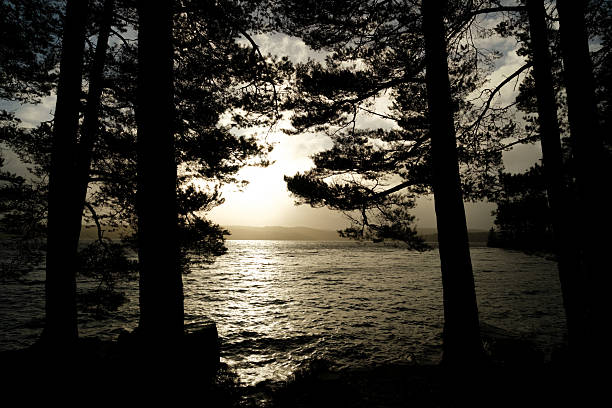 Looking through Sitka spruce trees, silhouetted against Kielder Reservoir on a stormy day