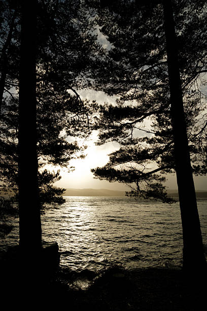 istock Looking through Sitka spruce trees, silhouetted against Kielder Reservoir on a stormy day 2252389866