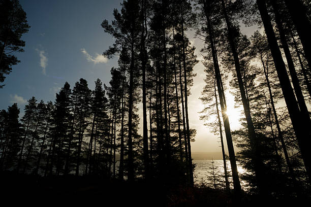 Looking through Sitka spruce trees, silhouetted against Kielder Reservoir on a stormy day