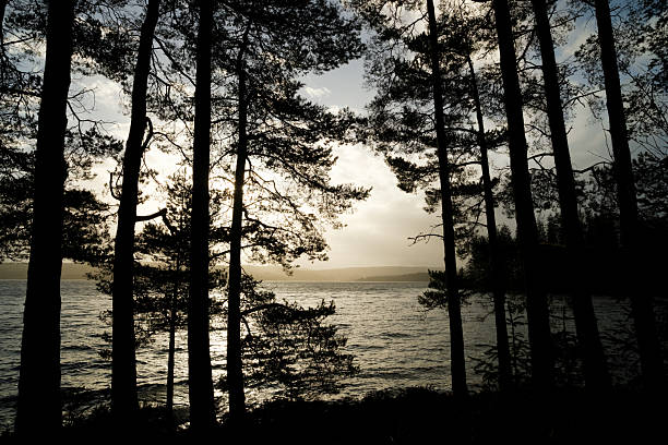 istock Looking through Sitka spruce trees, silhouetted against Kielder Reservoir on a stormy day 2252389882