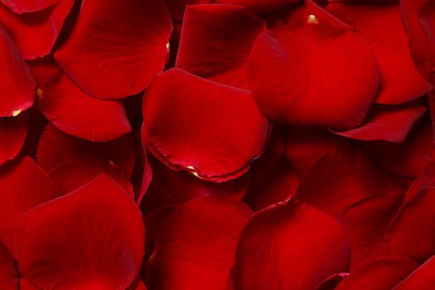 istock Red rose petals as a background 2252393628