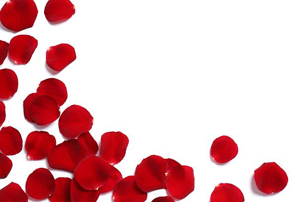 istock Red rose petals on white background 2252393674
