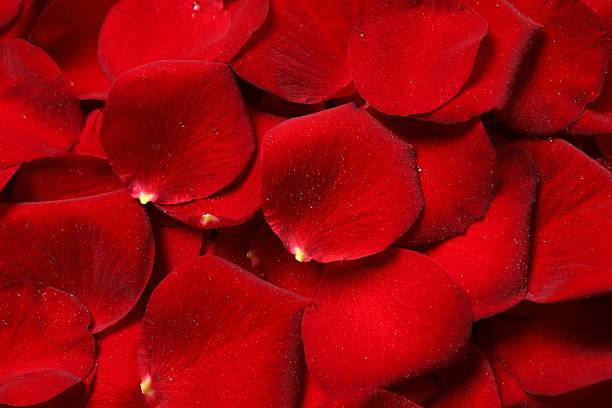 istock Red rose petals as a background 2252393684