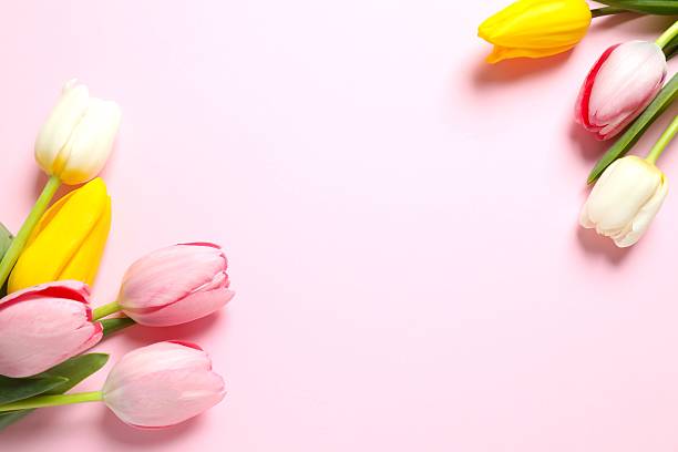 istock Beautiful fresh tulips on color background 2252393968